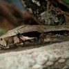 094_C0236_LRR