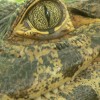 Ottawa Reptile Zoo