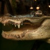 Alligators!
