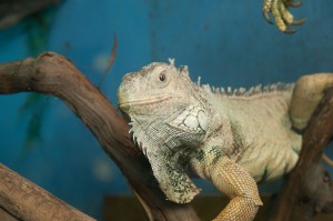 005_C0236_LRR