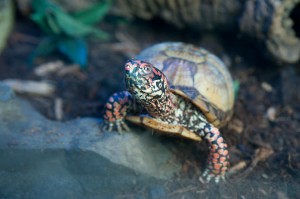 118_C0236_LRR
