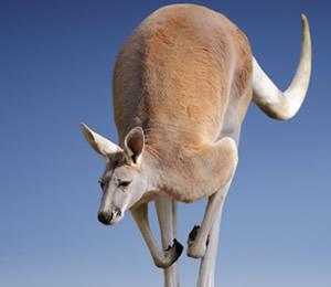 Australia! Animals From Down Under! Charlottetown